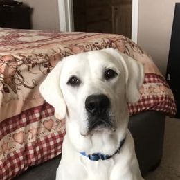 Labrador Retriever All Grown Up from Chateau St. John