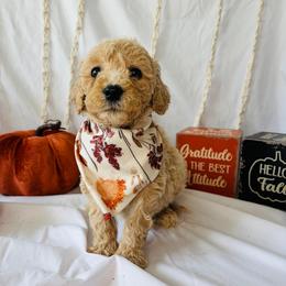 Caramel - Cream female Goldendoodle puppy in Cedartown, Georgia from Loyal Doodles