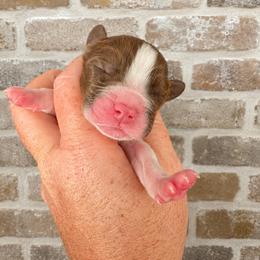 Davy - Liver and white male English Springer Spaniel puppy in Fort White, Florida from Thunderbird Springers