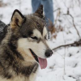 Regal - Alaskan Malamute