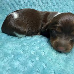 Okoye - Piebald female Dachshund puppy in Jarales, New Mexico from Poker Paws Dachshunds