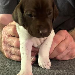 Girl 2 - Liver and white female German Shorthaired Pointer puppy in Topeka, Kansas from Autumn Prairie Kennel