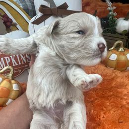 Hera - Wheaten female Miniature Schnauzer puppy in Grayson, Kentucky from Seventh Heaven Schnauzers