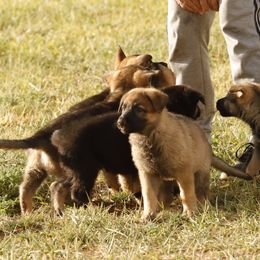 German Shepherd Puppies from Vom Haus Denfors K9