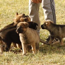 German Shepherd Puppies from Vom Haus Denfors K9