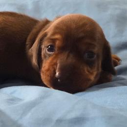 Java - Chocolate and tan male Dachshund puppy in Cowen, West Virginia from Bennett Babies