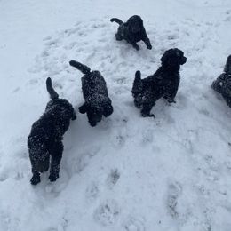 Poodle Puppies from D and D Standard Poodles