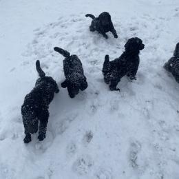 Poodle Puppies from D and D Standard Poodles