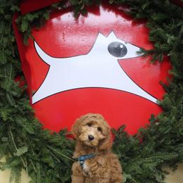 TULA - Goldendoodle