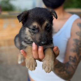 Pluto - Black and silver male German Shepherd puppy in Lake Charlse, Louisiana from Dettaalpha Kennels