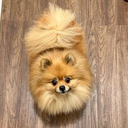Lovely - Pomeranian