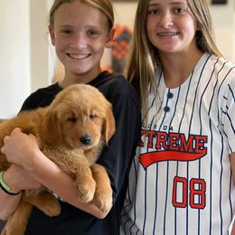 Goldendoodle and Golden Retriever Puppies from A Golden Summer