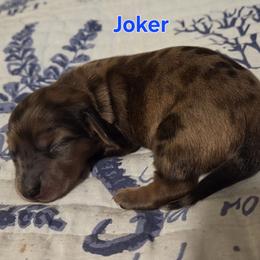 Joker - Dapple male Dachshund puppy in Mobile, Alabama from Mobile Mini Dachshunds