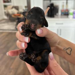 Sabrina - Black and tan female Dachshund puppy in Queen Creek, Arizona from Jolly Rogers Dachshunds