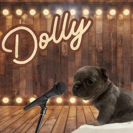 Dolly - Blue female French Bulldog puppy in Ennis, Texas from Family Farm Frenchies