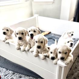 Golden Retriever Puppies from Hudsons Golden Retrievers