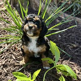 Larson - Black and tan female Cockapoo puppy in Marietta, South Carolina from River Falls Cockapoos
