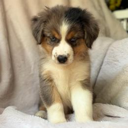 Honey Crisp - Blue merle female Australian Shepherd puppy in Wayne, West Virginia from Creek Side Aussies & Doodles