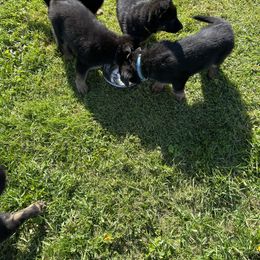 German Shepherd Puppies from Wonder Paws German Shepherds