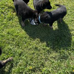German Shepherd Puppies from Wonder Paws German Shepherds