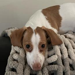 Dachshunds from The Wienery