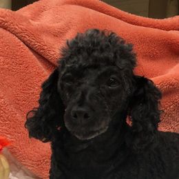 Sophia - Poodle