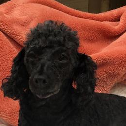 Sophia - Poodle