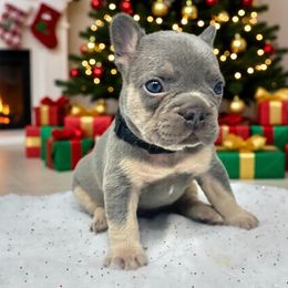 Chaos - Liver male French Bulldog puppy in Amarillo, Texas from Bomb City Bulldogs
