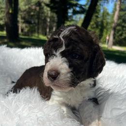Parsley - Brown and white female Aussiedoodle puppy in Clarkston, Washington from Doodle & Poodle Palace