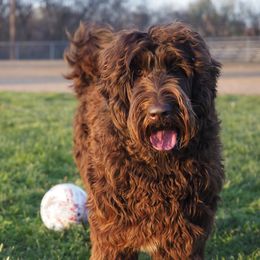 Gemma - Australian Labradoodle