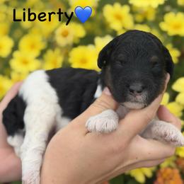 Liberty - Black tri-color male Aussiedoodle puppy in Lancaster, Minnesota from Finney Ranch