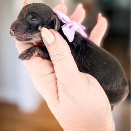 Girl 5 - Black and cream female Dachshund puppy in Bremen, Georgia from Doodles & Doxies