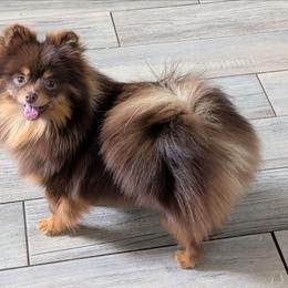 Pebbles - Chocolate and tan female Pomeranian puppy in Fultonville, New York from Sandy Aussies, Mini Dachshunds & Pomeranians