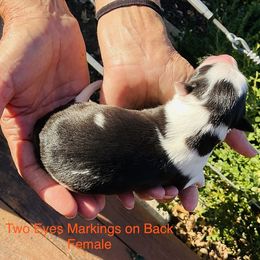 Girl 1 - female Border Collie puppy in Medford, Oregon from Pioneer Valley Border Collies