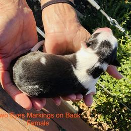 Girl 1 - female Border Collie puppy in Medford, Oregon from Pioneer Valley Border Collies