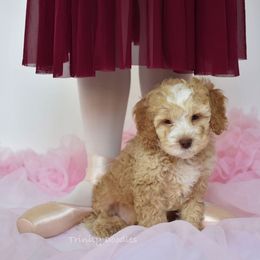 Australian Labradoodle Puppies from Trinity Doodles