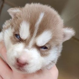 Siberian Huskies from Whispering Acres