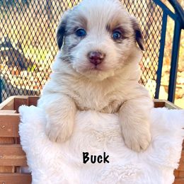 Buck - Red merle male Australian Shepherd puppy in Witter, Arkansas from Mountainside Aussies