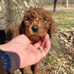 Purple Collar - Red  male Poodle puppy in Henagar, Alabama from Windy Oak Kennels