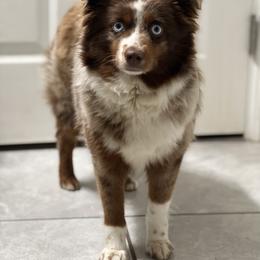 Ruby - Toy Australian Shepherd