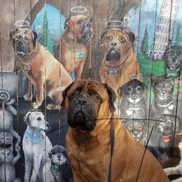 Bullmastiffs, French Bulldogs, and Spinoni Italiani from McDonald’s Bullmastiffs