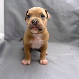Red and White Collar Male - Blue fawn male American Pit Bull Terrier puppy in Pensacola, Florida from Alpha Alliance Kennels