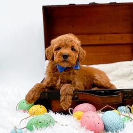 Marley - Red  male Goldendoodle puppy in North Carolina from NC Doodle Puppies
