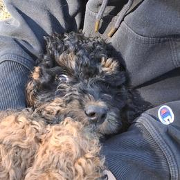 Ember - Black phantom female Aussiedoodle puppy in Yacolt, Washington from Aussiedoodles by Maggie