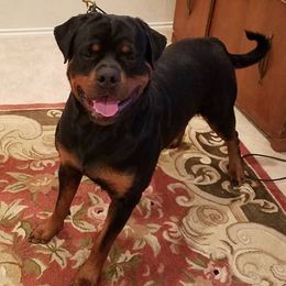 Rottweilers from vom Schwarzen Fluss