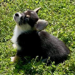Diamond - Tri Girl - Black and tan female Pembroke Welsh Corgi puppy in Griffin, Georgia from Rollnoaks & Cottontail AKC Pembroke Welsh Corgis