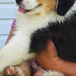 Australian Shepherd Puppies from Kelbrook Farm Australian Shepherds