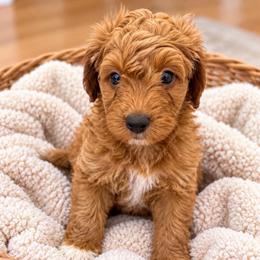 Boy 2 - Apricot male Goldendoodle puppy in Godley, Texas from Godley Designer Doodles