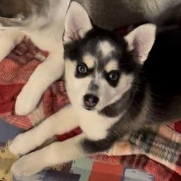 Bebe - Pomsky