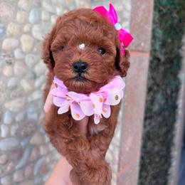 Gigi - Red female Maltipoo puppy in San Diego, California from Maltipoos SD